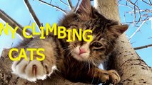 Cats are amazing climbers   Funny cat compilation