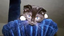 Cute Scottish Fold Kitten!