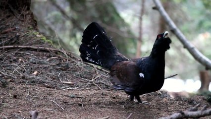 l'emozionante incontro ravvicinato con il gallo cedrone sulle alpi valtellinesi