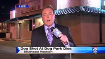 pit bull attack small dog, shot dead by responsible victim dog owner