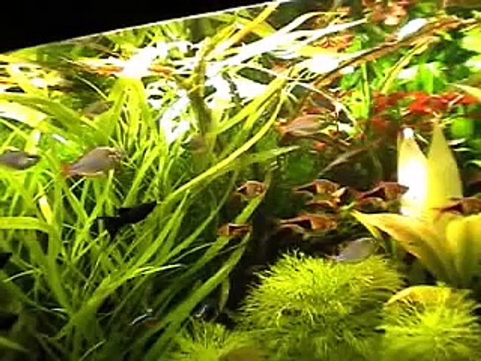 Aquariumvereniging de Schuttevis keuring 2007