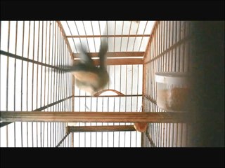 Boi clássico 5 notas