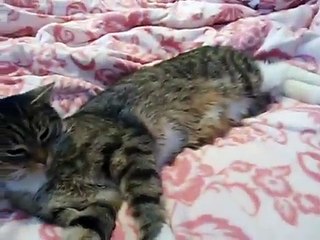Katze liebt Staubsauger - Кот любит пылесос / пылесосится   кузик kuzik funny