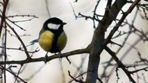 Great Tit (Parus major) singing / Kohlmeise beim Lockruf