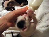 White kitten drinking milk from  the bottle