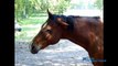 Paarden - Horses - Equus ferus caballus_200 fps Slow motion