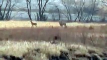 Deer Tries To Jump Over Bridge And Fails!