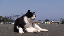 猫島・田代島の猫 はなこ（動画）震災以前 宮城県