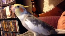 Cockatiel gets happy to see her owner come home