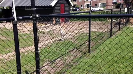 Beelden: Damhertje piept om zijn moeder - RTV Noord