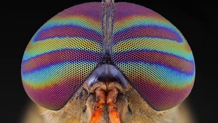 INSECTS POTRAITS OF EXTREME MACRO PHOTOGRAPHY (Focus stacking images)