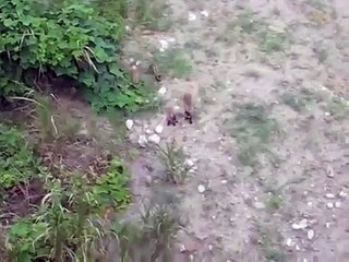 Entire Raccoon Dog Family Thumbs Nose at Bob Cash