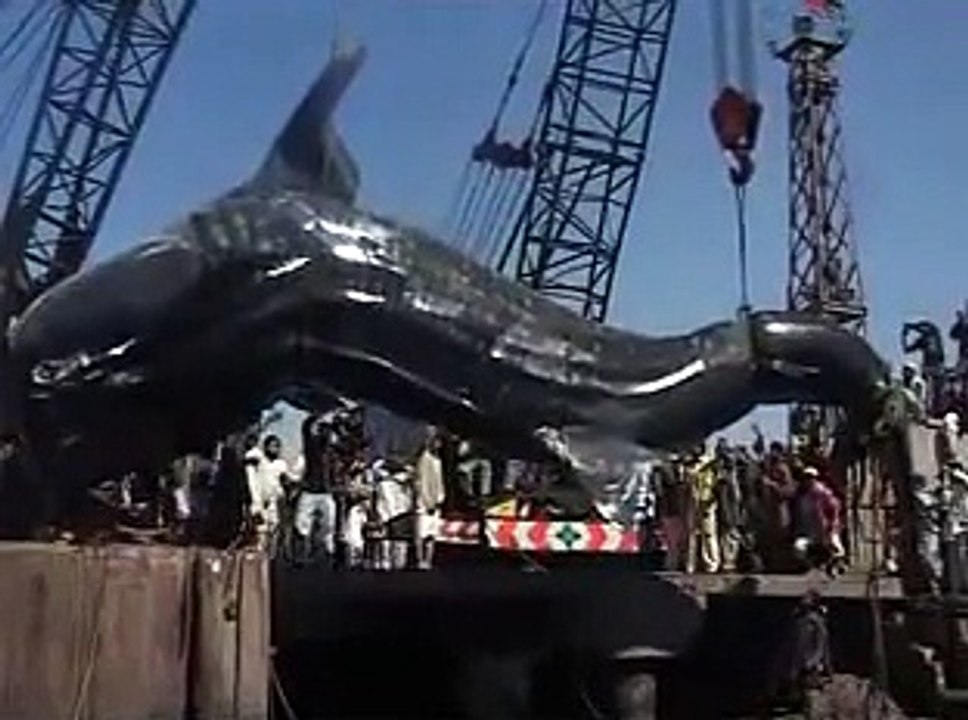 40-Feet Long Shark in Karachi Fish Harbour 07-02-2012