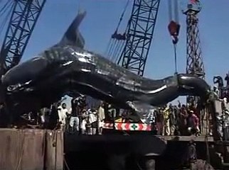 40-Feet Long Shark in Karachi Fish Harbour 07-02-2012