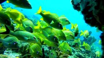 Scuba Diving Around Isla Mujeres, Mexico With Squalo Adventures