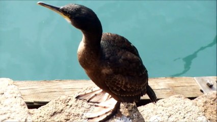 Cormorant (close-up)