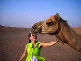Petting a camel in the desert sand in Dubai, UAE