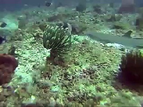 Malaysia white tip & black tip reef sharks