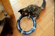 Mrs Jones & Mrs Miniver (Maine Coon) playing with their new toy.