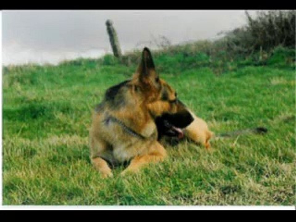 Mon amour de chien...