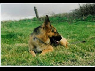 Mon amour de chien...