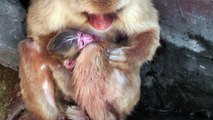 Baby Monkey 1day old. ニホンザルの赤ちゃん生後１日目（釧路動物園）①