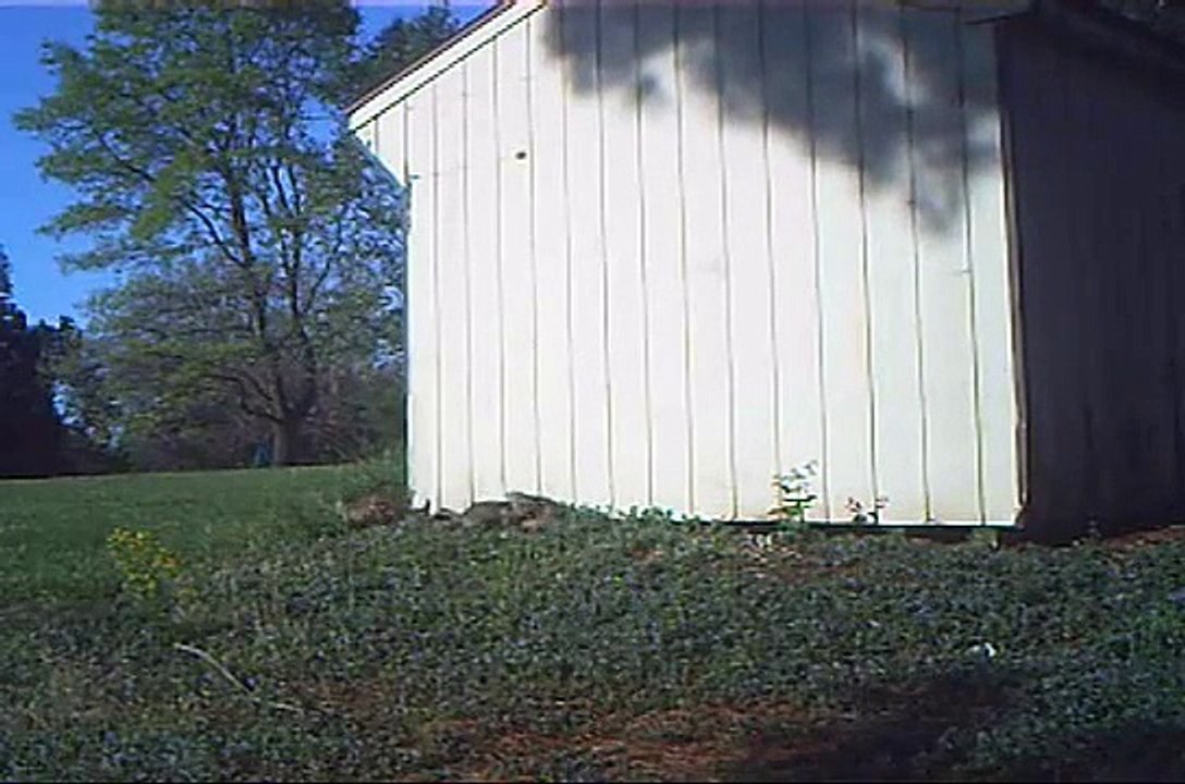 Five red fox cubs and the mother vixen in Pennsylvania