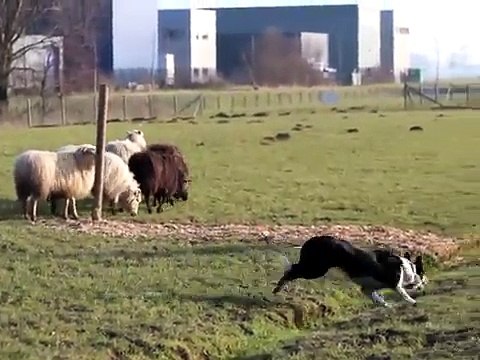 Nigel Watkins and Meg 3rd place in European Nursery final...