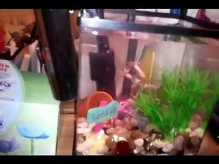 guppies tank set up update