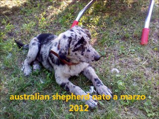 shiba vs australian shepherd