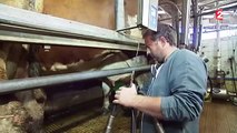Crise des éleveurs : à la découverte du quotidien d'un éleveur laitier