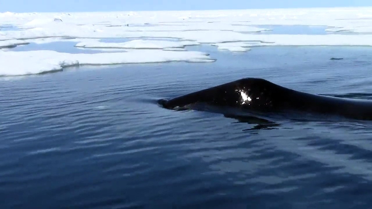 Bowhead whale