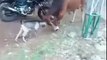 Animals fight in pakistan of cow and goat ! Blood shedding