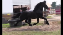 KFPS Approved Friesian Stallion Date 477 ~*
