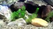 Native fish aquarium, north american fish tank, darters, logperch, shiners, minnows, madtom catfish