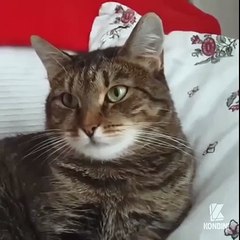 Comment faire flipper un chat ..