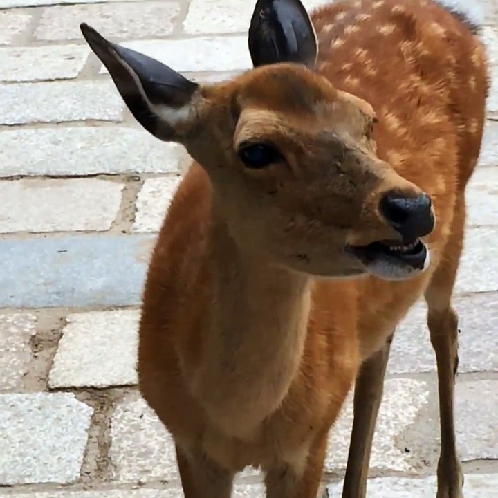 Une biche qui pleure comme un bébé - Flippant