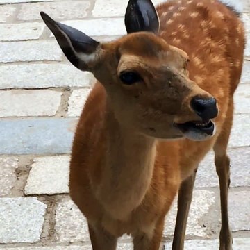 Hilarious screaming deer in Nara, Japan