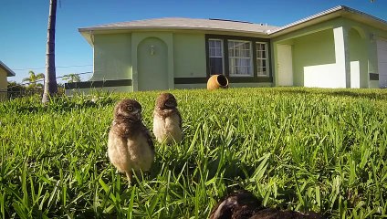 Owl Dance-Off