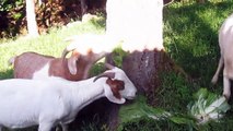 Goats eat old vegetables and chasing each other