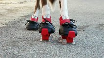 Awesome Roller Skating Dog!