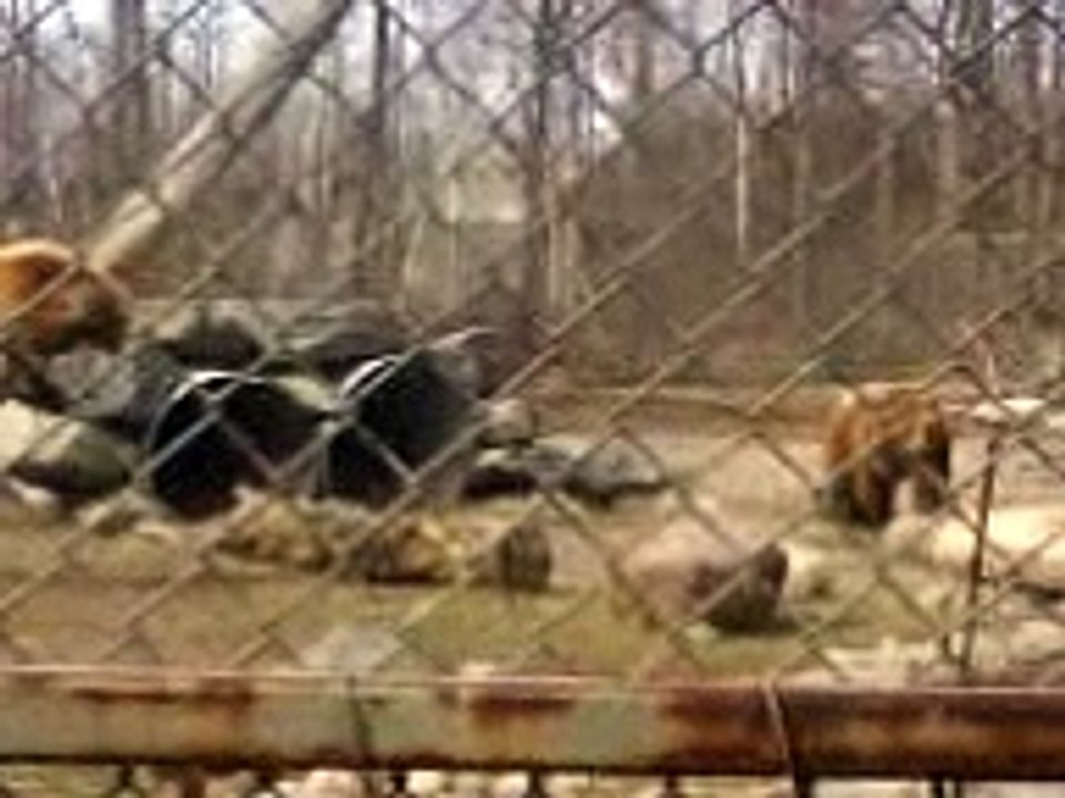 Bears in my backyard