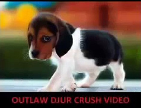 (Spanish Version) STOPCRUSH.ORG: Global Unity Against Animal Crush Video