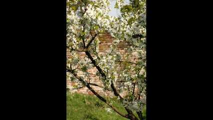 Clos St-Georges ; avril 2014 (14-18 - Australiens) www.horizon14-18