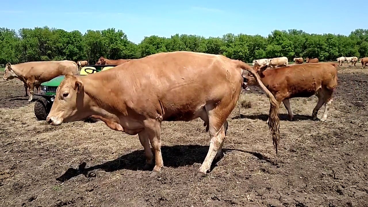 Calf Birth on Farm