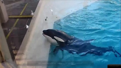 Un orque attrape un oiseau avec un petit poisson