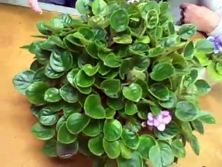 african violet growing to show crit b.AVI