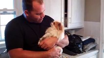 Japanese Chin Rosie and Daddy singing together
