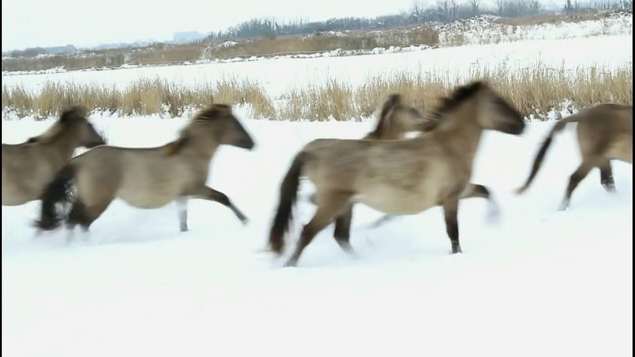 wild horses galloping in the snow short