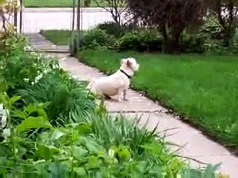 Cairn Terrier Summmer haircuts 5/17/11